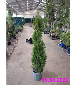Thuja occ. 'Smaragd' C 10 L